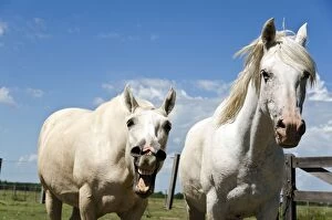 Images Dated 17th February 2011: White Horses laughing