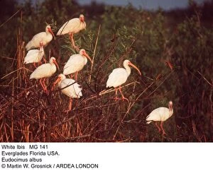 Roosting Gallery: White Ibis