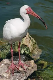 Ibises Prints: White Ibis - along coastline of Florida, USA