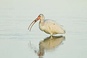 Images Dated 7th May 2013: White Ibis (Eudocimus albus) feeding