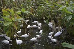 Ibises Prints: White Ibis - feeding flock in cypress swamp Corkscrew Swamp, florida, USA BI002135