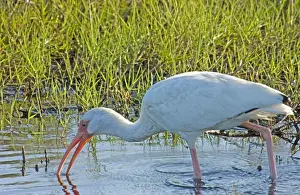 Ibises Prints: White Ibis - feeding in marsh USA 0205