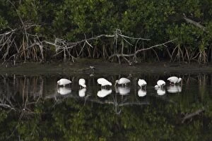 Albus Gallery: White Ibis - feeding in shelter of mangroves - Ding Darling