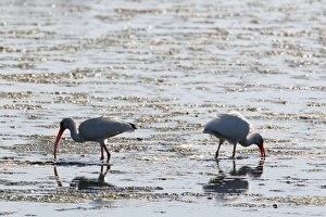 Images Dated 17th January 2005: White Ibis - feeding - silhouetted against lagoon Ding Darling NWR, florida, USA BI000918