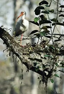 Ibises Prints: White Ibis - on Pond Apple (Annona glabra)