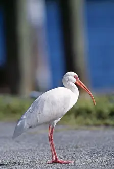 Ibises Prints: White Ibis - USA