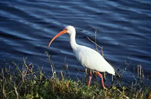 Ibises Prints: White Ibis - at waters edge