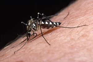 Aedes Gallery: White-knee Mosquito - feeding on human arm