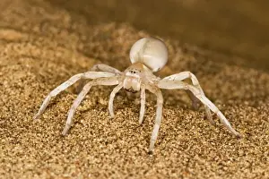 White Lady Spider - Portrait on dune sand - Namib Desert - Namibia - Africa