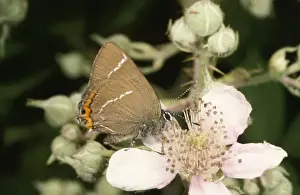 Bramble Prints: White-letter Hairstreak Butterfly - on bramble Dorset, UK