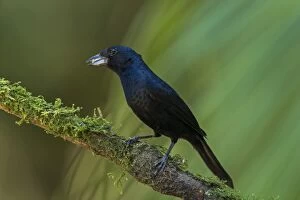 Images Dated 9th September 2014: White-lined Tanager, male, Atlantic Forest, Sao