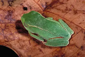 French Guiana Prints: White-lined Tree Frog French Guiana