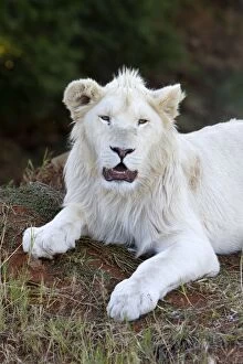 Images Dated 17th May 2012: White Lion - cub