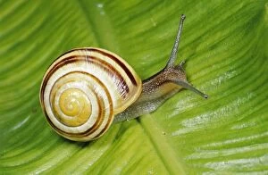 Snail Gallery: White-lipped Banded SNAIL / Humbug Snail - on green leaf