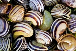 White-lipped Banded Snail - pile of empty shells