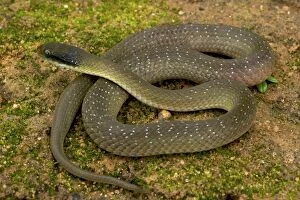 Images Dated 23rd December 2009: White Lipped Cat Snake - female - Tanzania - Africa