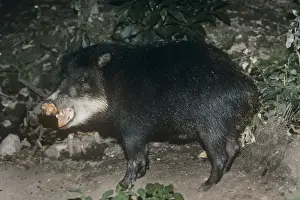 White-Lipped Peccary - distribution: Mexico to Paraguay
