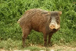 Peruvian Prints: White-lipped Peccary HDD 220 Peru Tayassu albirostris © Hans D