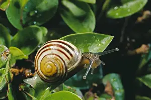 Snails Prints: White-lipped Snail