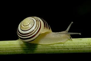 Images Dated 1st July 2007: White-lipped Snail (Cepaea hortensis) - England - UK - Found in woods