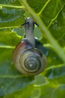 White-lipped Snail (Cepaea nemoralis) Feeding on horseradish leaves (Armoracia rusticana) - England - UK - Found in woods and hedgerows across Britain and Ireland - Favours night-time feeding and after rain on grass