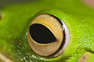 Images Dated 22nd December 2011: White Lipped Tree Frog - close up of eye - Controlled conditions 15300