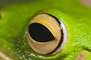 Tree Frogs Prints: White Lipped Tree Frog - close up of eye - Controlled conditions 15300