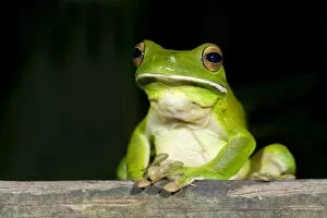 Images Dated 12th September 2008: White-lipped Tree Frog - frontal view of an adult sitting on wood in tropical rainforest