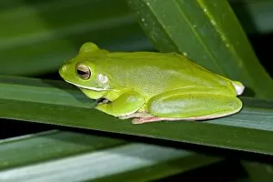 Images Dated 12th September 2008: White-lipped Tree Frog - side view of an adult sitting on a kind of pandanus in dense tropical