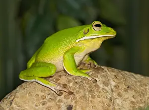 Tree Frogs Prints: White Lipped Tree Frog - side view - Controlled conditions 15399