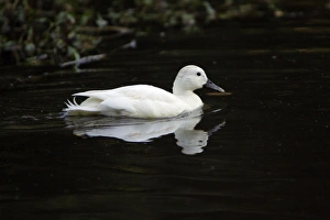 White Mallard - male bird showing feather pigment abnormality White Mallard - male bird showing feather pigment abnormality