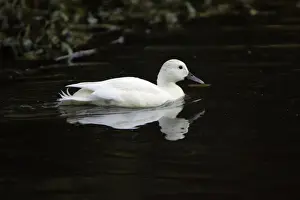Albinos Prints: White Mallard- male bird showing feather pigment abnormality, Hessen, Germany
