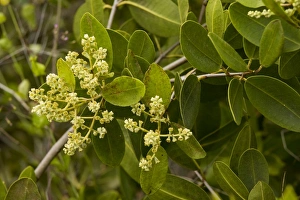 Images Dated 15th November 2007: White Mangrove (Laguncularia racemosa) in flower. Galapagos