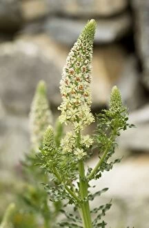 Images Dated 4th April 2014: White Mignonette in flower Greece