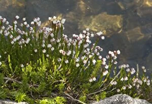 Images Dated 18th July 2008: White Mountain-Heather (Cassiope mertensiana), subalpine meadows, Mount Lassen, California