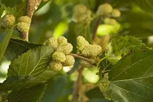 Images Dated 29th May 2006: White Mulberry Morus alba with ripe berries
