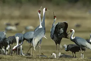 White-naped Crane - Courting dance of wintering birds - Arasaki swamps - Kagoshima Prefecture - Kyushu - Japan - central Asia to Japan JPF39863