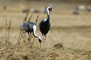 White-naped Crane - Feeding - Arasaki swamps - Kagoshima Prefecture - Kyushu - Japan - central Asia to Japan JPF39815