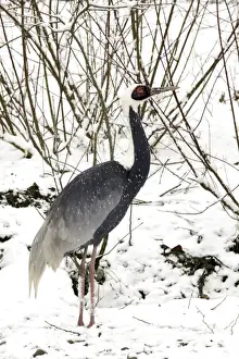 White Naped Prints: White-naped Crane - in snow. Captive
