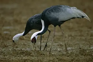 White Naped Prints: White-naped Crane - Wintering birds feeding - Arasaki swamps - Kagoshima Prefecture - Kyushu - Japan - central Asia to
