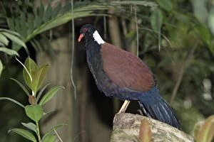 White-naped Pheasant Pigeon - male bird crooning