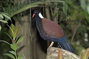 White-naped Pheasant Pigeon - male bird crooning White-naped Pheasant Pigeon - male bird crooning