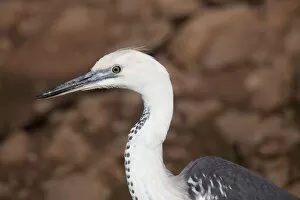 Images Dated 20th April 2009: White-necked Heron
