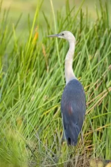 Images Dated 22nd June 2008: White-necked Heron - adult white-necked heron standing in freshwater swampland