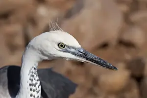 White-necked Heron - Donkey Creek, near Canteen Creek Aboriginal Community, Northern Territory, Australia