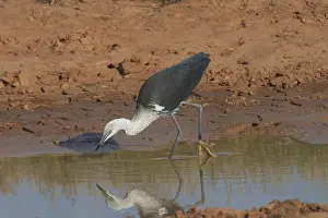 Drought Prints: White-necked Heron - at drying pool