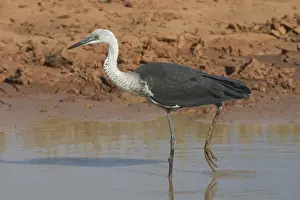 White-necked Heron - at drying pool. Also known as Pacific Heron At Lajamanu an aboriginal settlement on the northern edge of the Tanami Desert. Northern territory, Australia