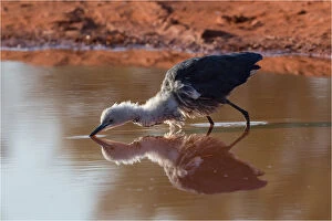 White-necked Heron - An immature bird in a puddle