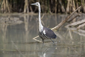 Images Dated 6th November 2009: White-necked Heron At Mungerannie wetland, Birdsville Track, South Australia