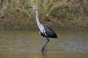 White-necked Heron non-beeding plumage White-necked Herons are often solitary and inhabit inland wetlands, pools in dry rivers and shallow lakes across much of Australia